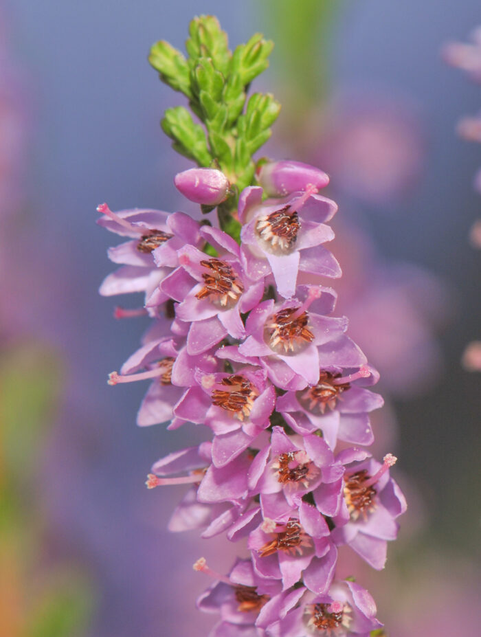 Røsslyng (Calluna vulgaris)