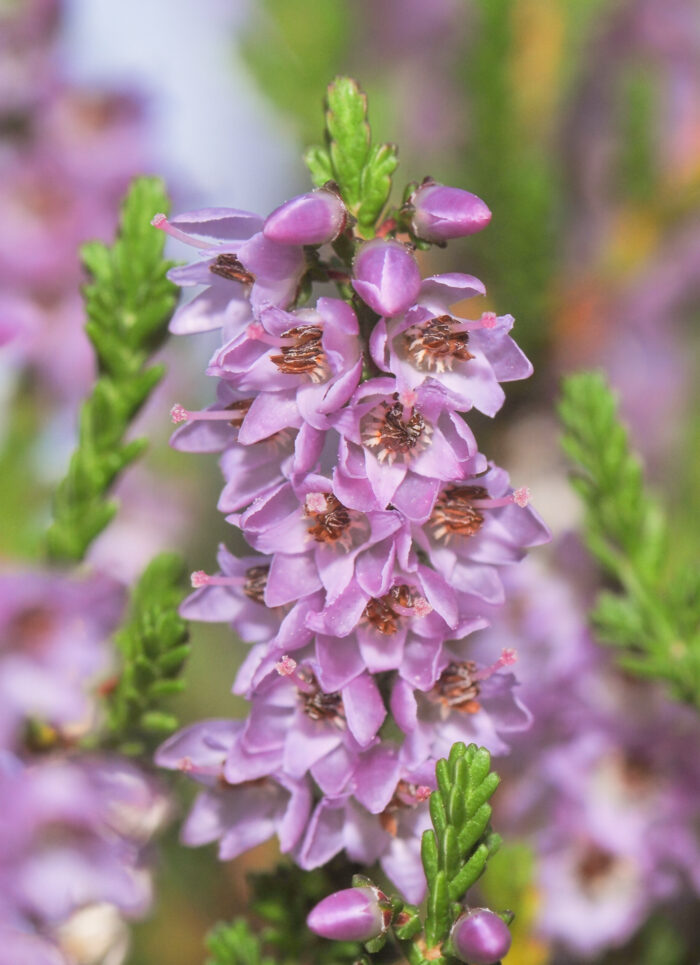 Røsslyng (Calluna vulgaris)