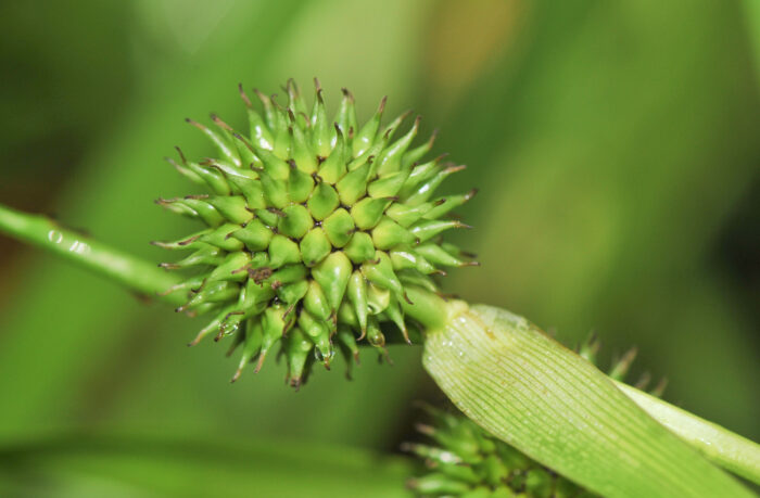 Kjempepiggknopp (Sparganium erectum)