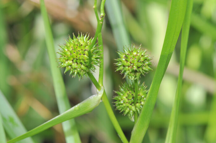 Kjempepiggknopp (Sparganium erectum)