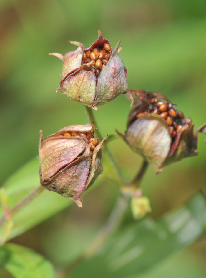 Myrhatt (Comarum palustre)