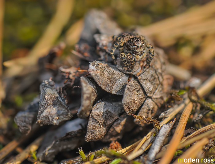 Hoppeedderkopp (Sitticus terebratus)