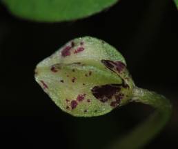 Gjøkesyre (Oxalis acetosella)