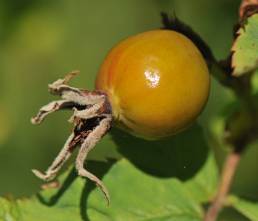 Kanelrose (Rosa majalis)