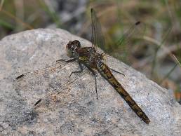 Rødbrun høstlibelle (Sympetrum striolatum)