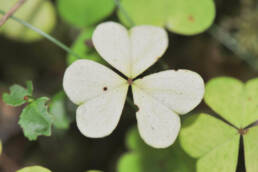 Gjøkesyre (Oxalis acetosella)