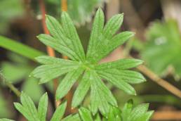 Yanacocha plant 02 (Geranium sp)