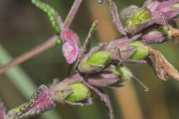 Yanacocha plant 06 (Neobartsia)