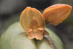 Pleurothallis