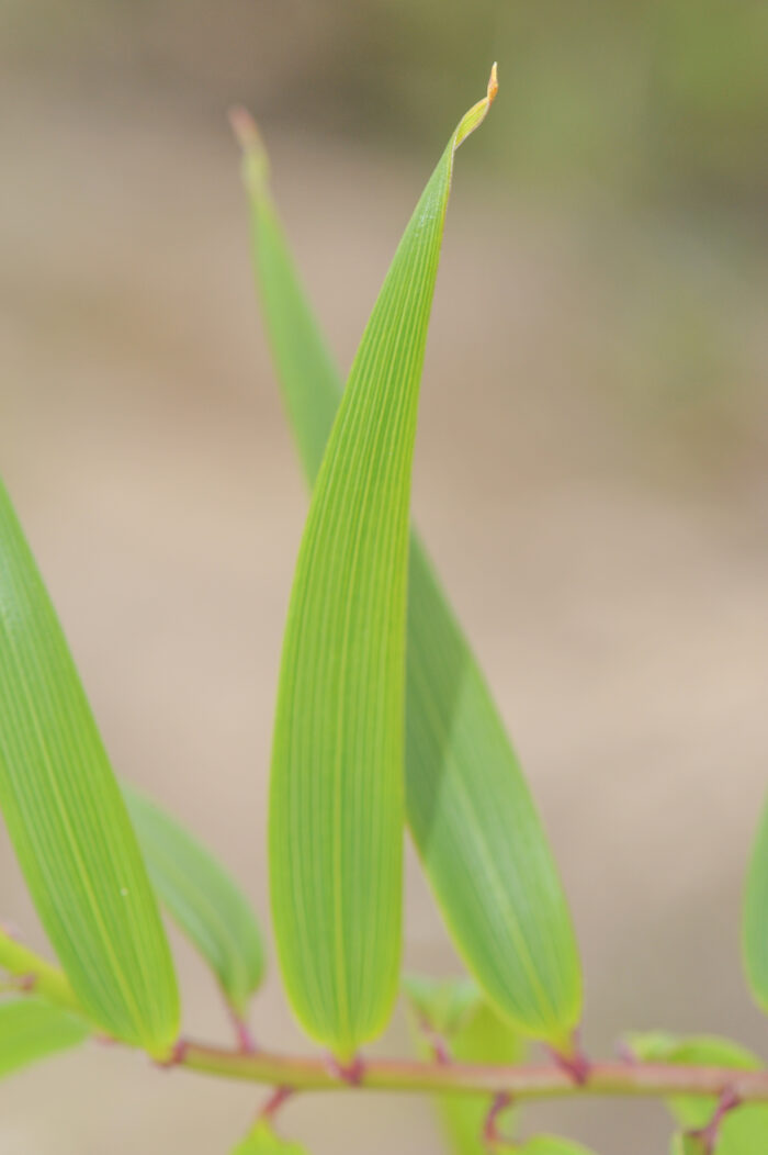 Bomarea multiflora