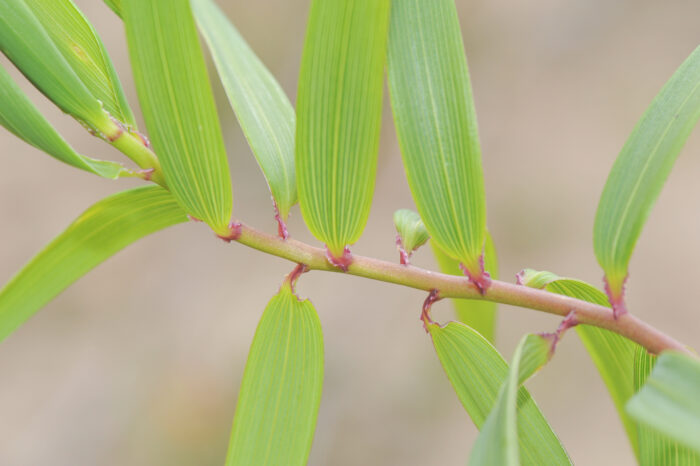 Bomarea multiflora