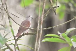 White-tipped Dove (Leptotila verreauxi)