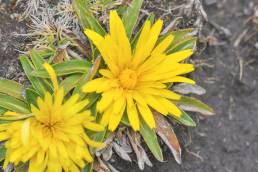 Chikku Chikku (Hypochaeris sessiliflora)