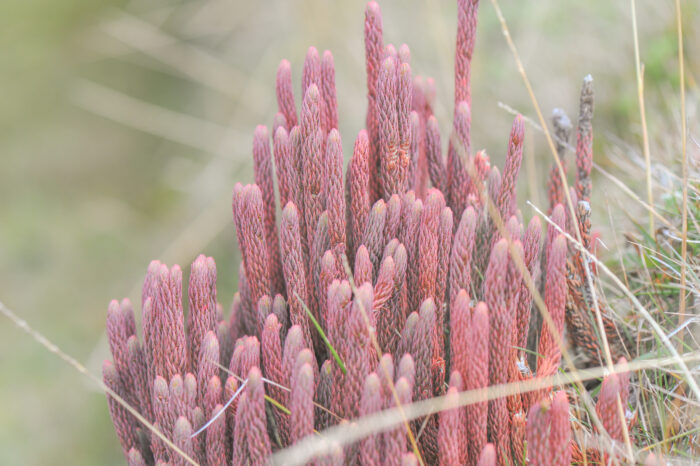 Thick Firmoss (Phlegmariurus crassus)