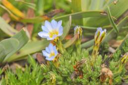 Gentiana sedifolia