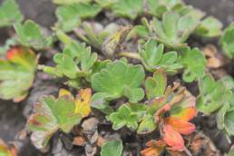 Antisana plant 03 (Geranium sp.)