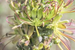 Cleome anomala