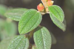 Incan Earring (Brachyotum ledifolium)