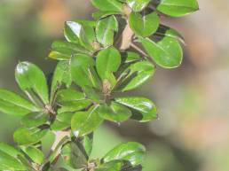 Barnadesia arborea