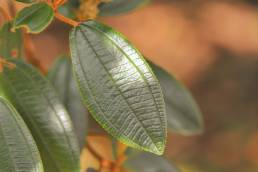 Cayambe Coca plant 06 (Miconia)