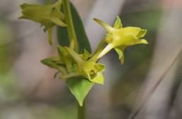 Deer's Antlers (Halenia weddelliana)