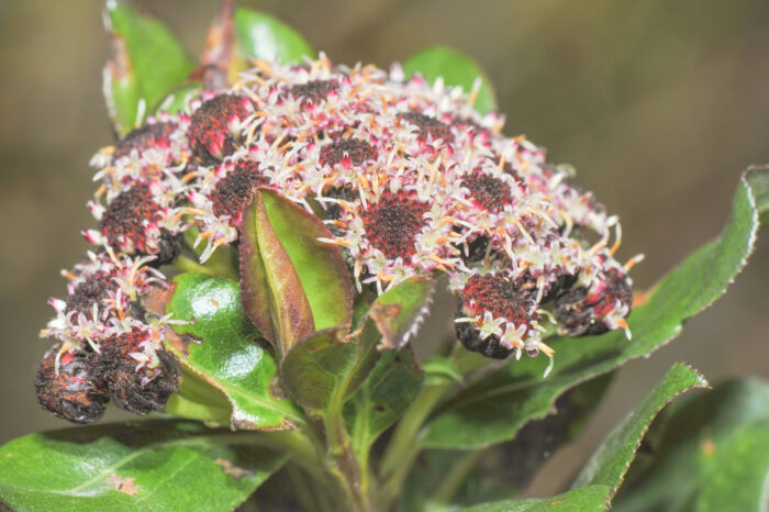 Baccharis padifolia