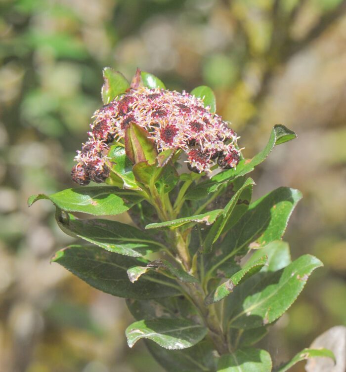 Baccharis padifolia