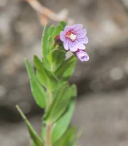 Cayambe Coca plant 12 (Epilobium)