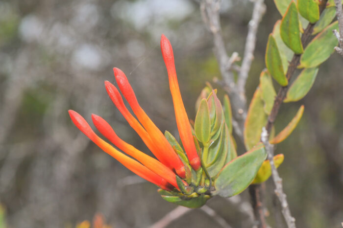 Tristerix longibracteatus