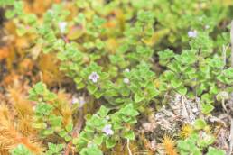 Clinopodium nubigenum