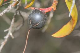 Tristerix longibracteata