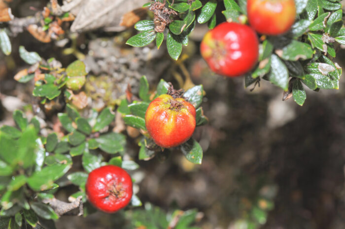 Hesperomeles obtusifolia var. microphylla