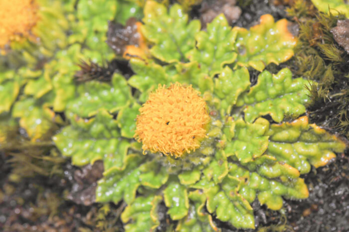 Senecio repens