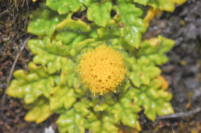 Senecio repens