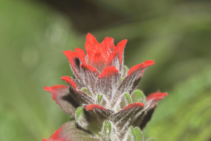 Field paintbrush (Castilleja arvensis)