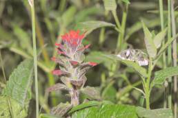 Field paintbrush (Castilleja arvensis)