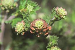 Wayside Pepperwort (Lepidium bipinnatifidum)