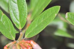 Macleania rupestris