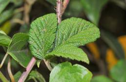 Cayambe Coca plant 26 (Rubus sp)