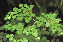 Thalictrum podocarpum