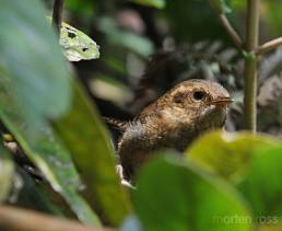 Mountain Wren (Troglodytes solstitialis)