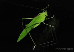 Tandayapa Bush-cricket 01 (Tettigoniidae)