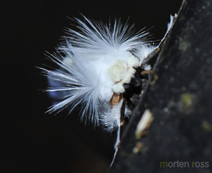 Tandayapa Lepidoptera 15