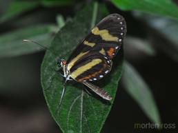 Mindo Leptidoptera 02