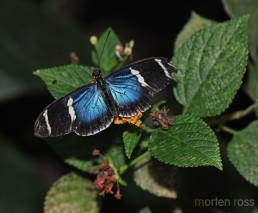 Sara Longwing (Heliconius sara)