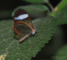 Clearwing (Greta genus)