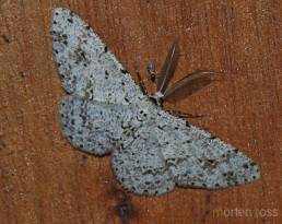 San Isidro Lepidoptera 04