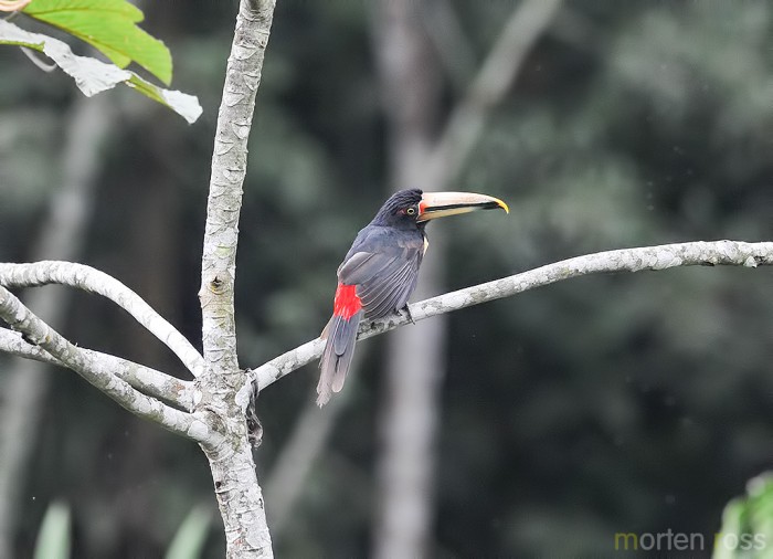 Pale-Mandibled Aracari (Pteroglossus erythropygius)