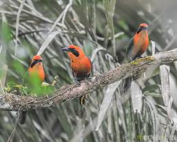 Broad-billed Motmot (Electron platyrhynchum)