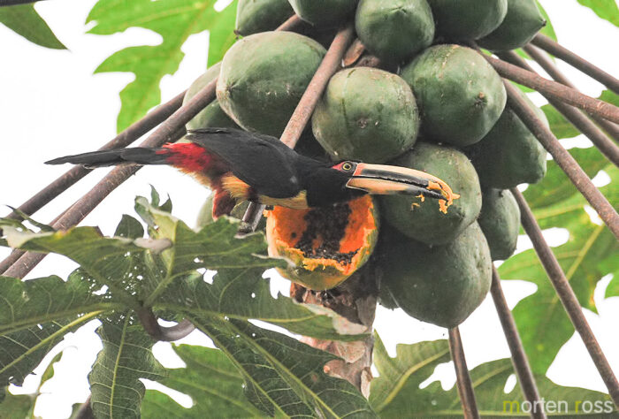 Pale-Mandibled Aracari (Pteroglossus erythropygius)